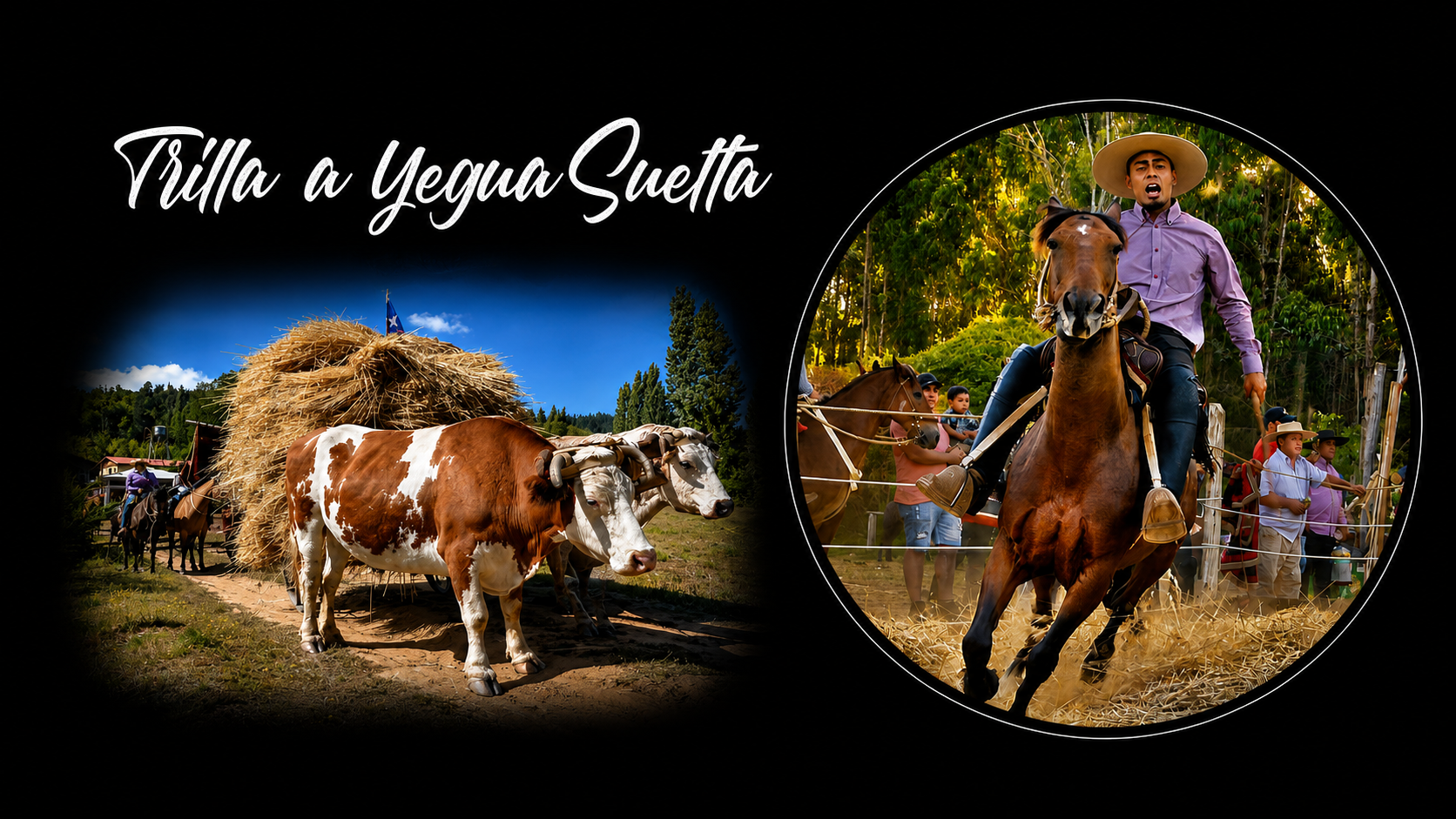 TRILLA A YEGUA SUELTA